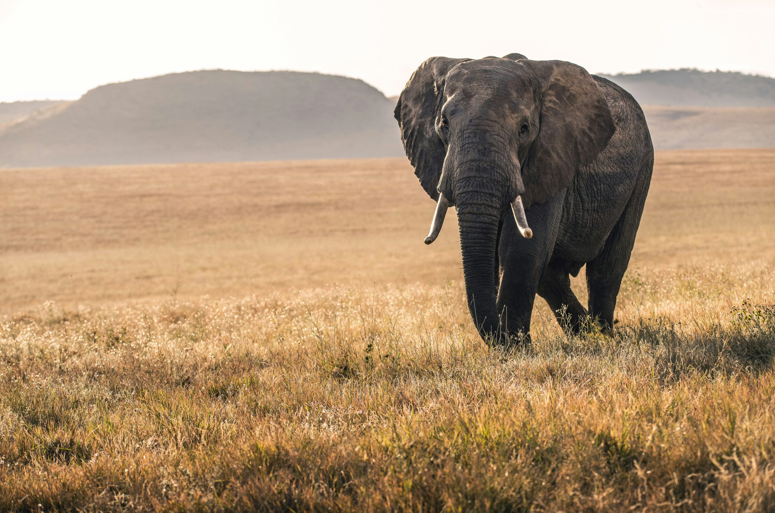 Structuring for Impact: How Corporate Law Enables Change-Makers in Kenya